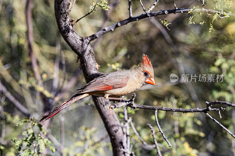 北方红雀(Cardinalis Cardinalis)是红雀属的一种鸟;它也被俗称为红鸟，普通红衣主教，红衣主教，或只是红衣主教。索诺兰沙漠，亚利桑那州。雀形目,Cardinalidae。